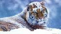 Snow animals tigers wallpaper