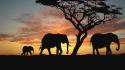 Sunset trees animals silhouette elephants africa baby elephant wallpaper