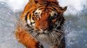 Water animals tigers splashes wallpaper