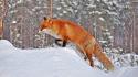 Winter snow animals lifestyle foxes wallpaper
