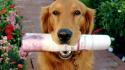 Animals dogs newspapers wallpaper