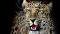 Animals feline leopards wallpaper