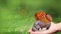 Animals hippopotamus tiny wallpaper