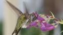 Animals hummingbirds birds wallpaper