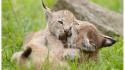 Animals lynx bobcats cubs kittens playing wallpaper