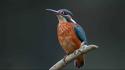 Birds kingfisher common wallpaper