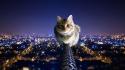 City lights balance nighttime pole domestic cat wallpaper