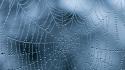 Creepy spider webs wallpaper