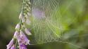 Creepy spider webs wallpaper