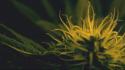 Drugs marijuana plants wallpaper