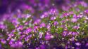 Flowers bokeh purple wallpaper