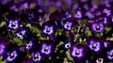 Flowers pansies purple wallpaper