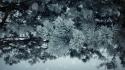 Frost branches pine trees wallpaper