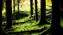 Green nature forest ireland moss wallpaper