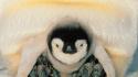 Harbor antarctica safe emperor penguins sea wallpaper
