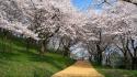 Japan nature cherry blossoms wallpaper