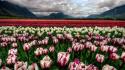Landscapes nature flowers tulips wallpaper