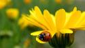 Nature animals insects ladybirds yellow flowers wallpaper