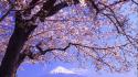 Nature cherry blossoms wallpaper