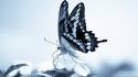 Nature insects monochrome butterflies wallpaper
