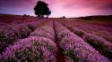 Nature trees fields lavender wallpaper