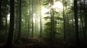 Nature trees forest germany wallpaper