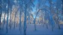 Nature winter snow trees forest sweden wallpaper