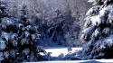 Snow forest pine trees wallpaper