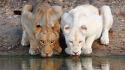 Water cats animals drinks lions lakes albino wallpaper