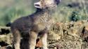 Wolf cub beasts wallpaper