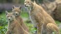 Animals lynx baby wallpaper