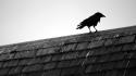 Black and white birds animals rooftops bird raven wallpaper