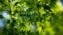 Green nature trees leaves macro maple leaf branches wallpaper