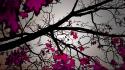 Nature trees pink leaves color pop wallpaper