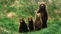 Animals bears baby wallpaper