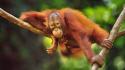 Animals branches orangutans wallpaper