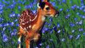 Animals deer fawn blue flowers baby wallpaper