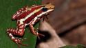 Animals frogs amphibians poison dart wallpaper
