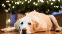 Animals home dogs christmas lights labrador retriever tree wallpaper