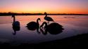 Animals silhouette swans lakes birds wallpaper