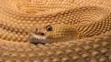 Animals snakes reptiles rattlesnakes mexican wallpaper
