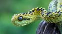 Animals snakes viper reptiles skin wallpaper