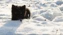 Black and white winter snow cats cat wallpaper