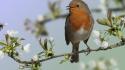 Branches white flowers robins birds wallpaper