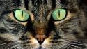 Cats animals green eyes faces wallpaper
