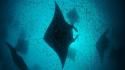 Fish maldives underwater manta ray wallpaper