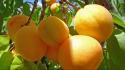 Fruits food crop apricots branch wallpaper