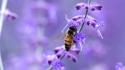 Insects macro bees wallpaper