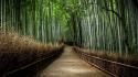 Japan landscapes nature forest bamboo path national geographic wallpaper