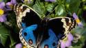 Multicolor butterflies wallpaper